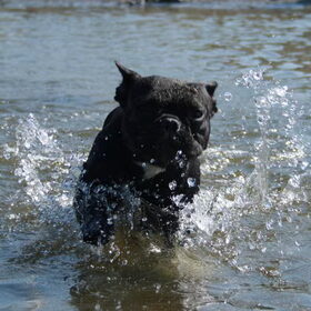 ik ben een waterbull! :)