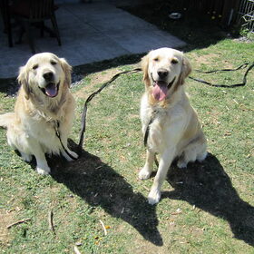 Hondenfoto van Brenda & Buddy & Bobby & Onyx