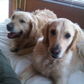 Hondenfoto van Brenda & Buddy & Bobby & Onyx