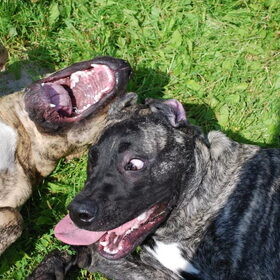 Hondenfoto van José • Rover 