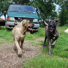 Hondenfoto van José • Rover 