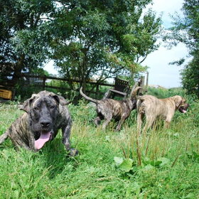 Hondenfoto van José • Rover 