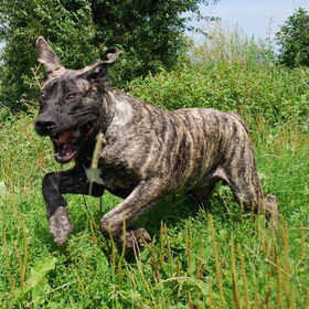 Hondenfoto van José • Rover 