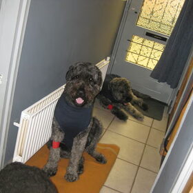 samen naar de dierenarts geweest
