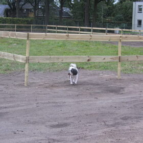 Hondenfoto van liesbeth,Turbo,Luna, Levi en Faith