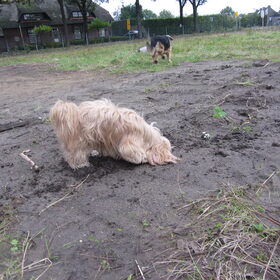 Luna zit ook weer met haar neus in het zand.
