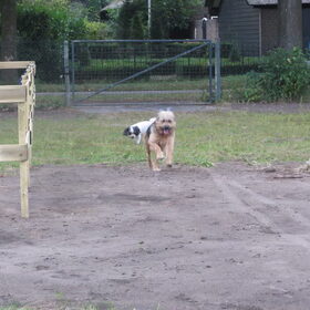 Hondenfoto van liesbeth,Turbo,Luna, Levi en Faith