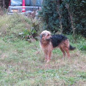 Hondenfoto van liesbeth,Turbo,Luna, Levi en Faith