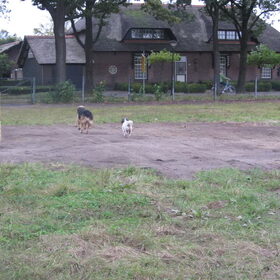 Hondenfoto van liesbeth,Turbo,Luna, Levi en Faith