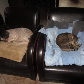 Hondenfoto van liesbeth,Turbo,Luna, Levi en Faith