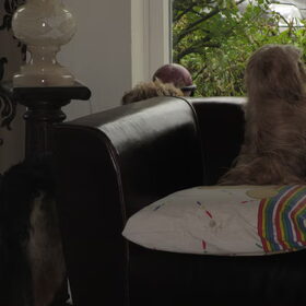 Hondenfoto van liesbeth,Turbo,Luna, Levi en Faith