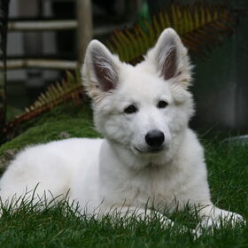 Sir Ziggy B 15,5 weken oud