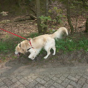 Snuffelen is zijn grootste hobby ;-)