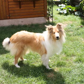 Nika en Zino (9)