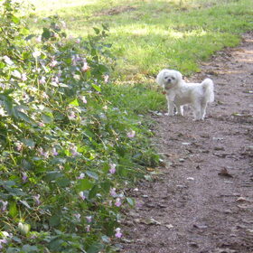 13-OKTOBER-2011 CHICKA STAAT OP WACHT
