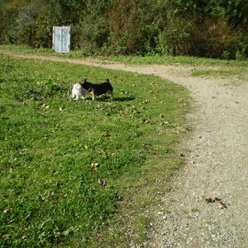 13-OKTOBER-2011 CHICKA EN BANJER DAGEN ELKAAR UIT