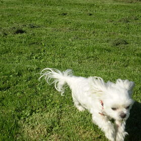 13-OKTOBER-2011 CHICKAAAAAAAAAAAAA ALLEEN ZE WAS SNELLER ALS M,N…