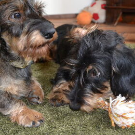 Hondenfoto van Pepijn & Otis
