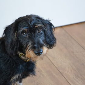 Hondenfoto van Pepijn & Otis