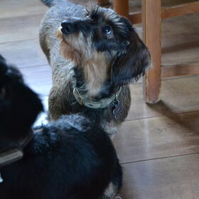 Hondenfoto van Pepijn & Otis
