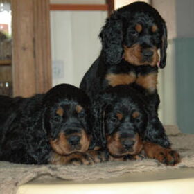 Nog wat pups van onze kennel