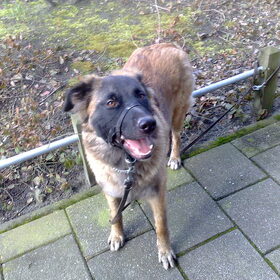 dit is donna mijn eigenwijze estrela kruising.