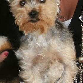 Hondenfoto van *~-Sammy-Ft -Jady- Ft -Bailey-~*