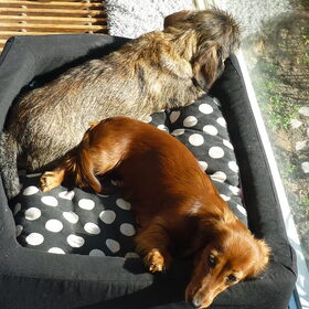 Hondenfoto van Greetje & Odie