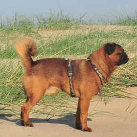 Strand en duinen IJmuiden 14/10/2011