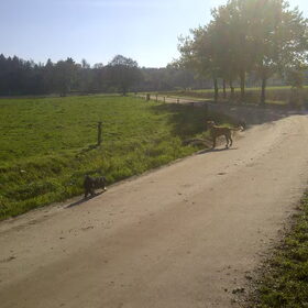Hondenfoto van Lopes 