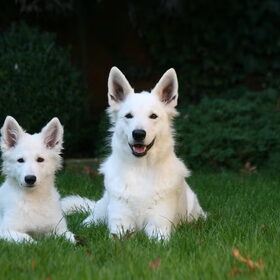 Summer ( 16 weken oud)en Romy