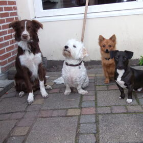 Shasta, Dhani, Vos, Jip