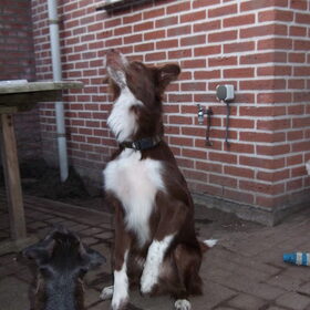 Shasta mooi zit ( foto te laat genomen )