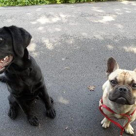 Oscar & z'n vriendje Marley