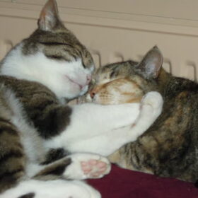 kattenliefde