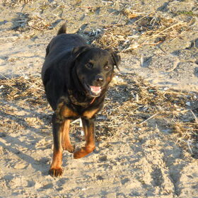 Happy op het strand.