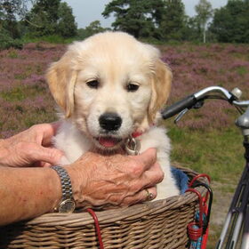 Kia op de fiets