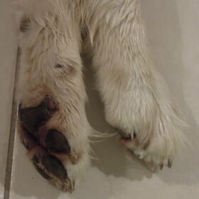 pootjes