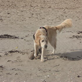 Hondenfoto van Marie-Rose & Tibootje (RIP) + Freya'tje