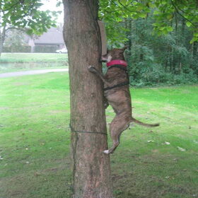 Jumping Diva