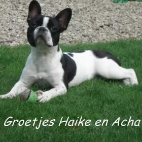 Hondenfoto van Haike & Acha