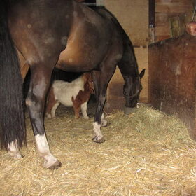 Hondenfoto van liesbeth,Turbo,Luna, Levi en Faith