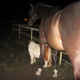 Hondenfoto van liesbeth,Turbo,Luna, Levi en Faith