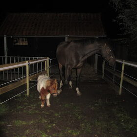 Hondenfoto van liesbeth,Turbo,Luna, Levi en Faith