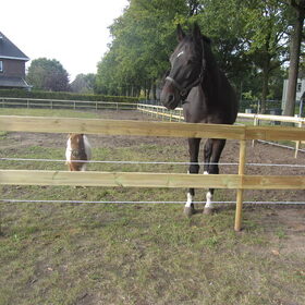 Hondenfoto van liesbeth,Turbo,Luna, Levi en Faith