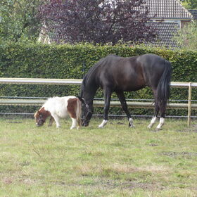Hondenfoto van liesbeth,Turbo,Luna, Levi en Faith