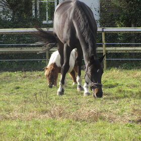 Hondenfoto van liesbeth,Turbo,Luna, Levi en Faith