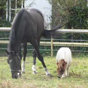 Hondenfoto van liesbeth,Turbo,Luna, Levi en Faith