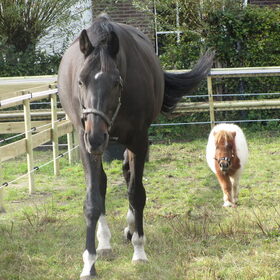 Hondenfoto van liesbeth,Turbo,Luna, Levi en Faith