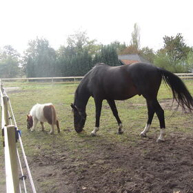 Hondenfoto van liesbeth,Turbo,Luna, Levi en Faith